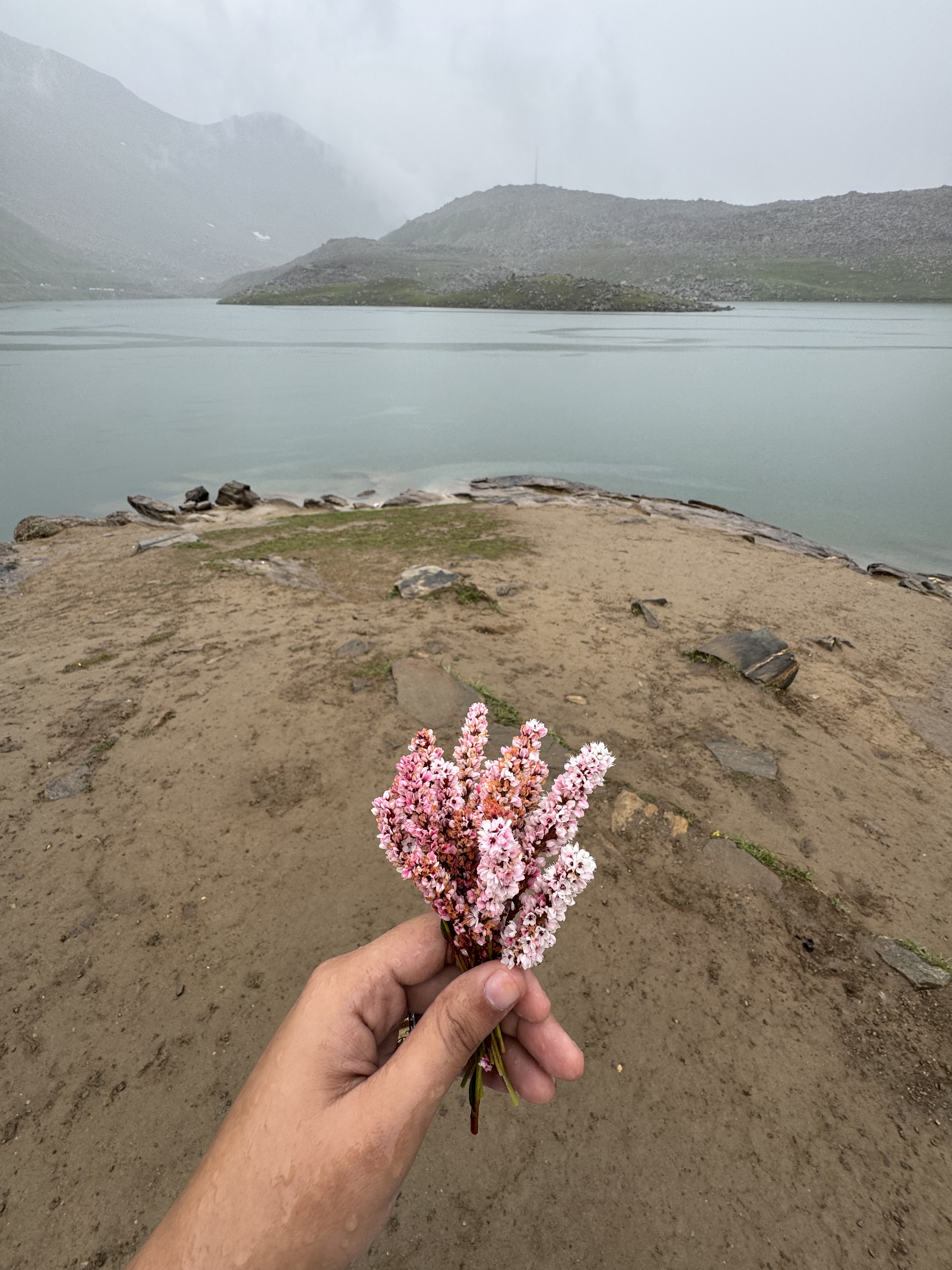 The purple flowers I picked in the rain